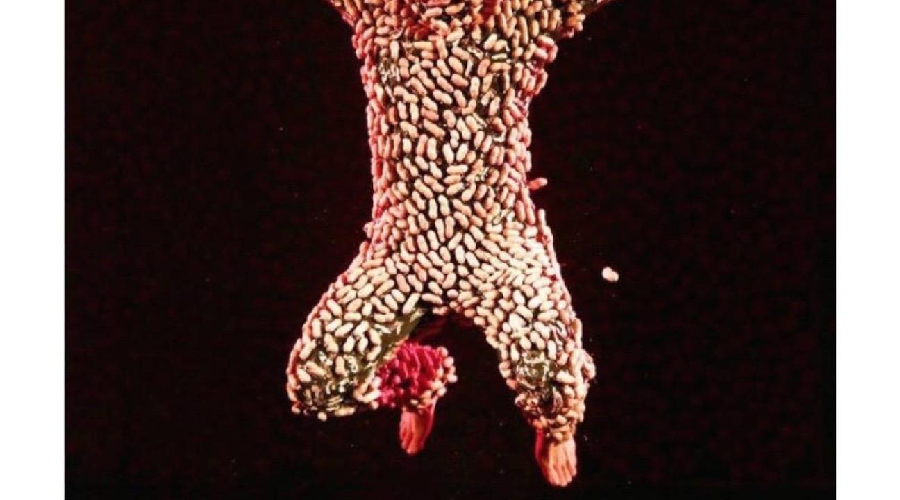 lisa kusanagi in peanut suit